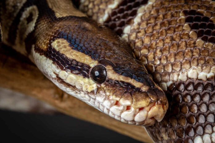 Royal,Python,(python,Regius),Studio,Photography