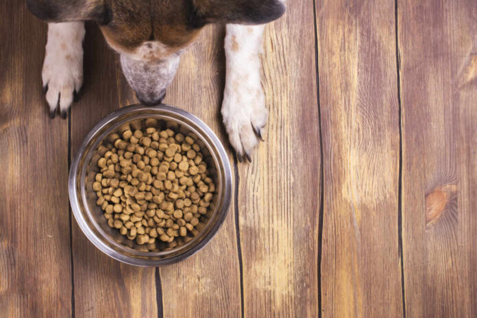 Bowl,Of,Dry,Kibble,Dog,Food,And,Dog's,Paws,And