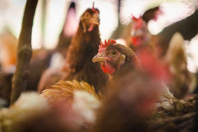 Close,Up,Hen,In,The,Chicken,Farm.concept,Organics,Farm,,Organic