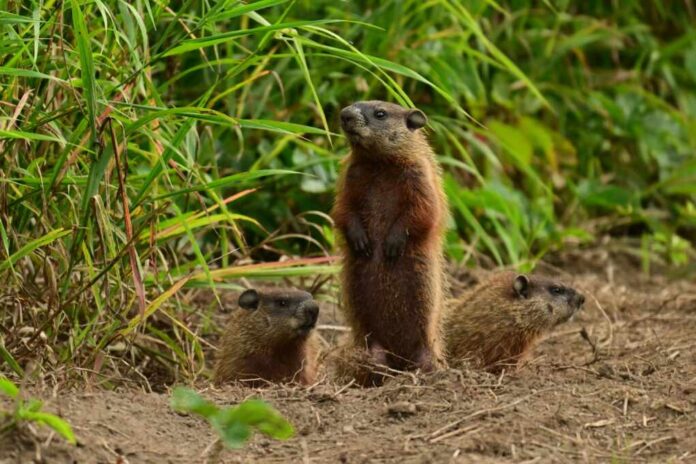 Three,Baby,Groundhogs,Explore,The,Outside,Of,Their,Den,Along
