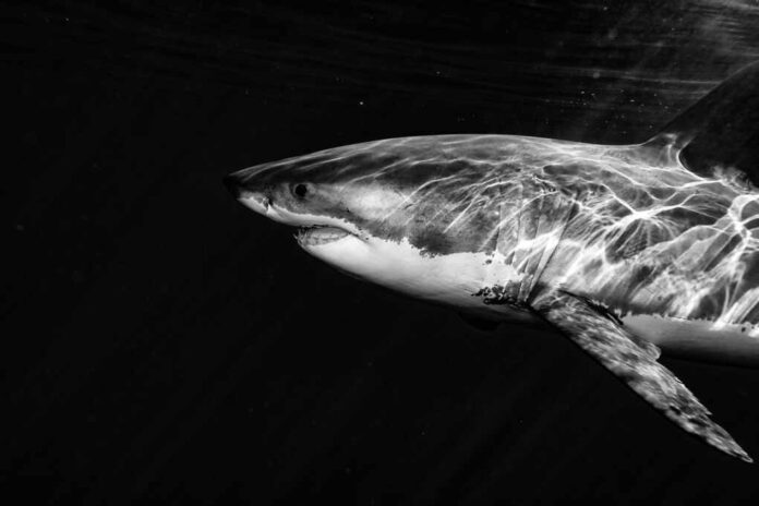 Great,White,Shark,While,Coming,To,You,On,Deep,Blue