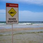 Unprecedented Shark Attacks Rock NSW Coast