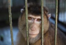 Shocking Animal Experiment in Hong Kong Exposed A monkey looking through the bars of its cage