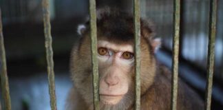 Shocking Animal Experiment in Hong Kong Exposed A monkey looking through the bars of its cage