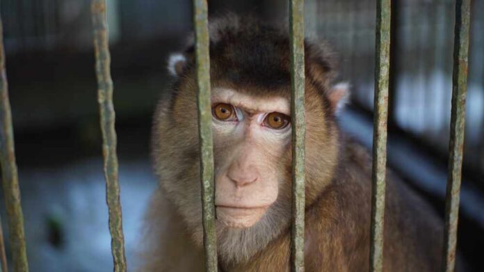 A monkey looking through the bars of its cage