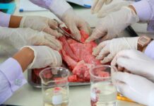 Students performing a dissection on a specimen in a classroom setting