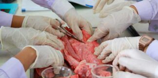 Students performing a dissection on a specimen in a classroom setting