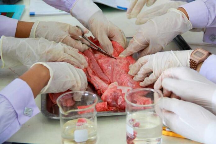Students performing a dissection on a specimen in a classroom setting