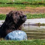 A grizzly bear sitting in shallow water near a rock