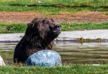 A grizzly bear sitting in shallow water near a rock