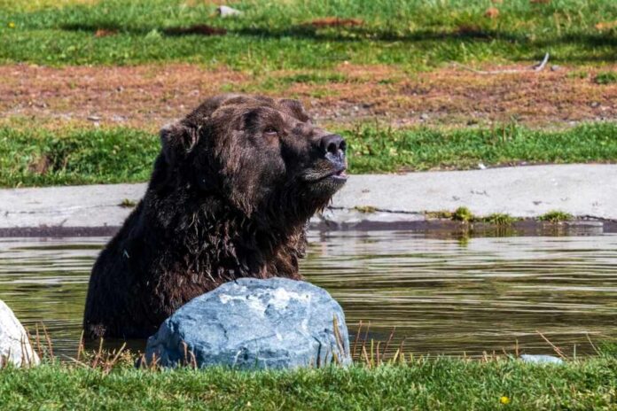 A grizzly bear sitting in shallow water near a rock