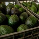 Cartel Heat Freezes U.S. Avocado Flow Cartel Heat Freezes U.S. Avocado Flow