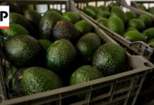 Cartel Heat Freezes U.S. Avocado Flow