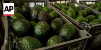 Cartel Heat Freezes U.S. Avocado Flow