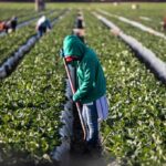 Hypocrisy Alert: Governor’s Farms Under Fire Farm worker tending crop rows with a hoe