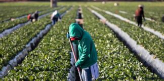 Farm worker tending crop rows with a hoe