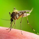 LA’s Early Outbreak Raises Alarms Mosquito feeding on human skin
