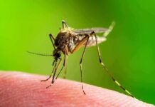 Mosquito feeding on human skin