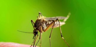 LA’s Early Outbreak Raises Alarms Mosquito feeding on human skin