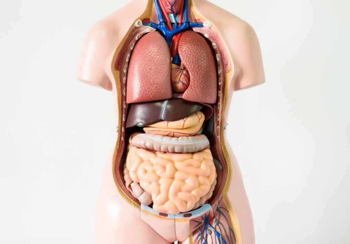 shutterstock_524547064 Anatomical torso model showing internal organs